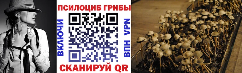 Псилоцибиновые грибы Psilocybe  MEGA   Кыштым 